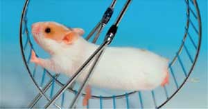 Hamsterrad