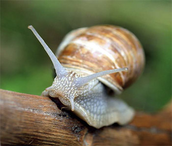 Schnecke auf Ast